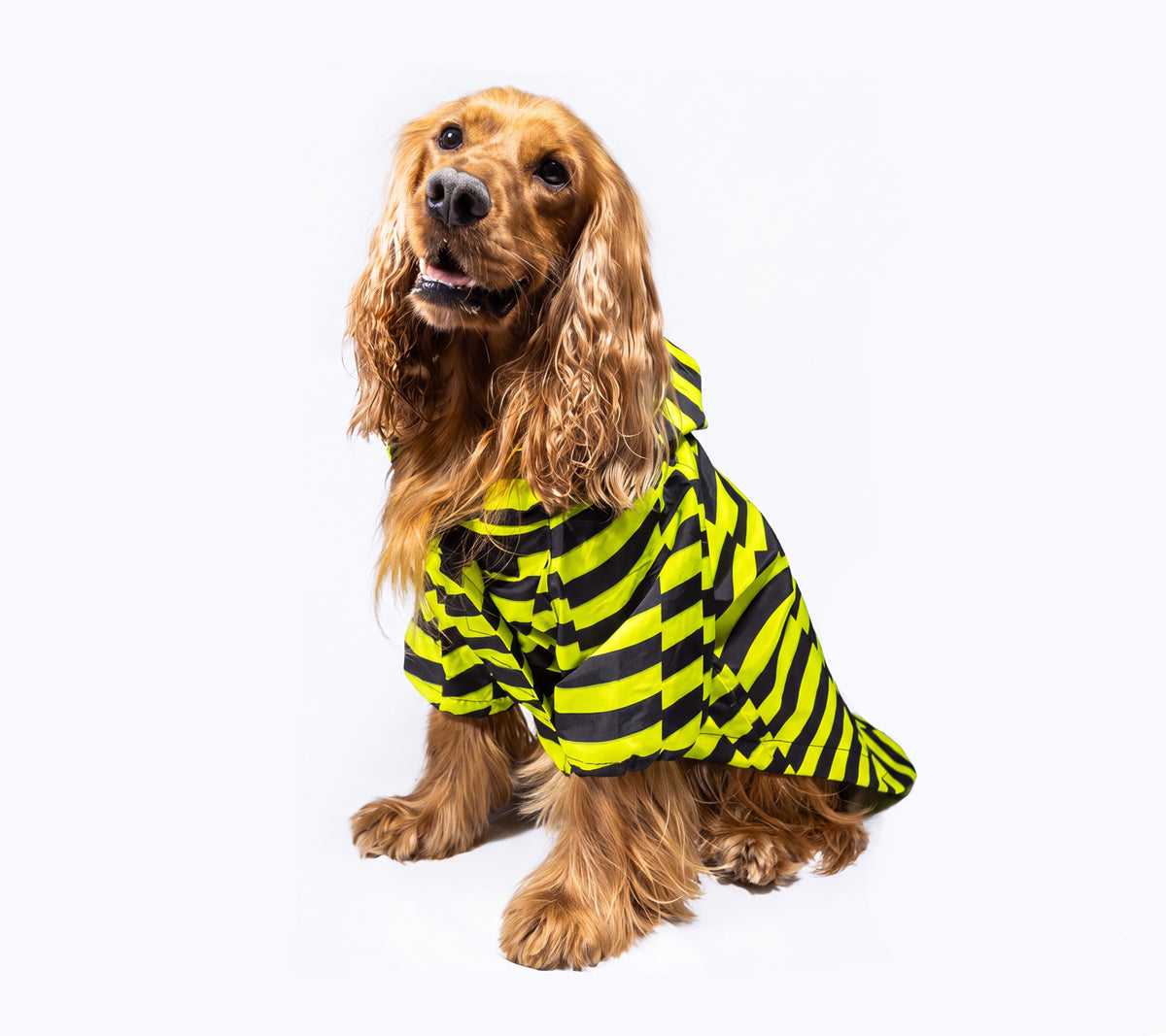 Origins Serisi - Casual Köpek Yağmurluğu  - Podium Norris
